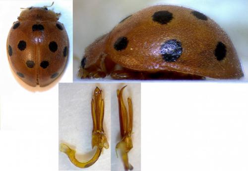 Henosepilachna argus